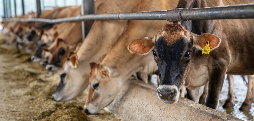 LA ENCINA FUENLABRADA