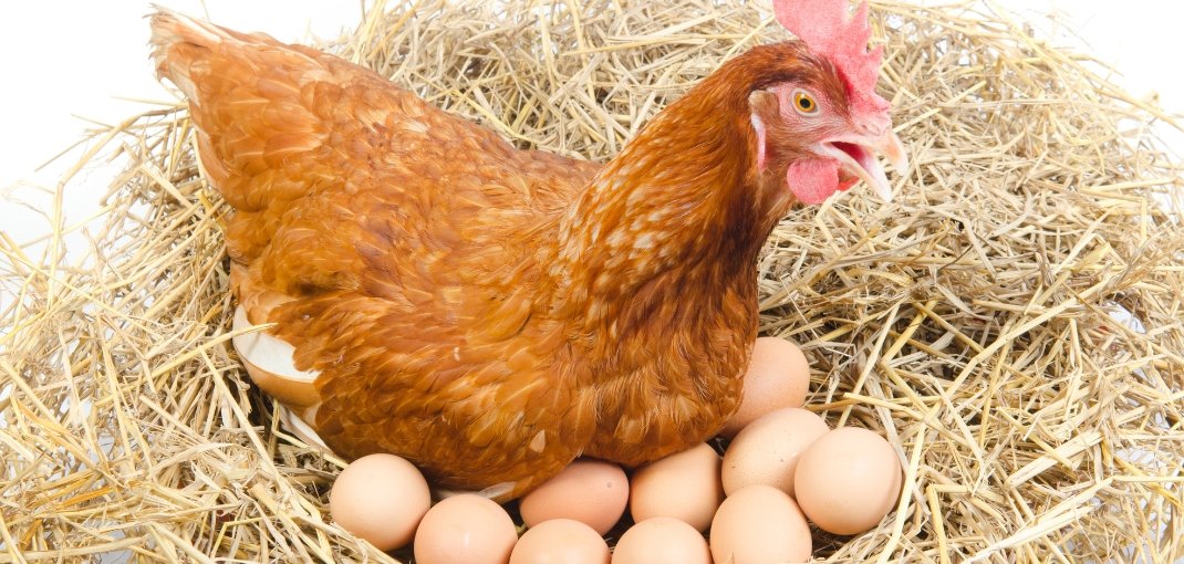 LA ENCINA FUENLABRADA