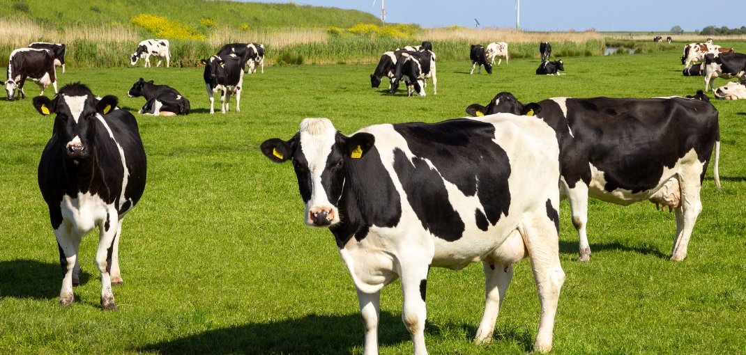 LA ENCINA FUENLABRADA