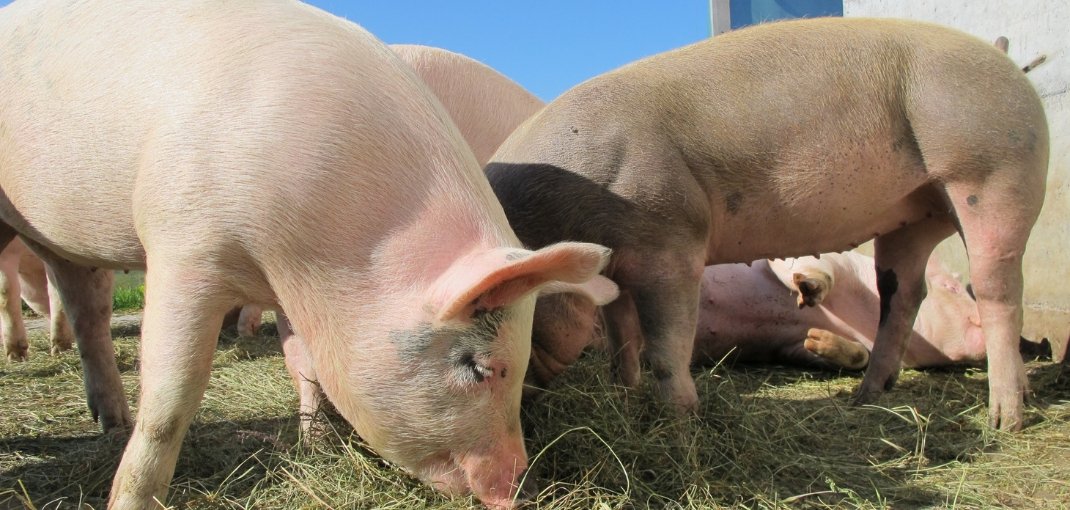 LA ENCINA FUENLABRADA