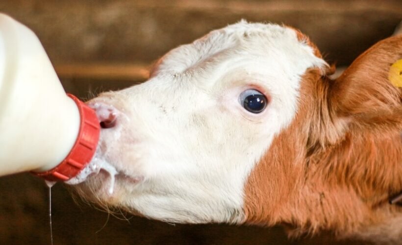 ¿Cómo Afecta la Alimentación del Vacuno al Sabor de la Carne?