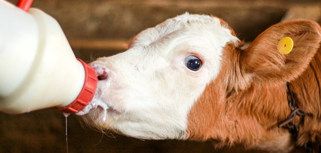 ¿Cómo Afecta la Alimentación del Vacuno al Sabor de la Carne?