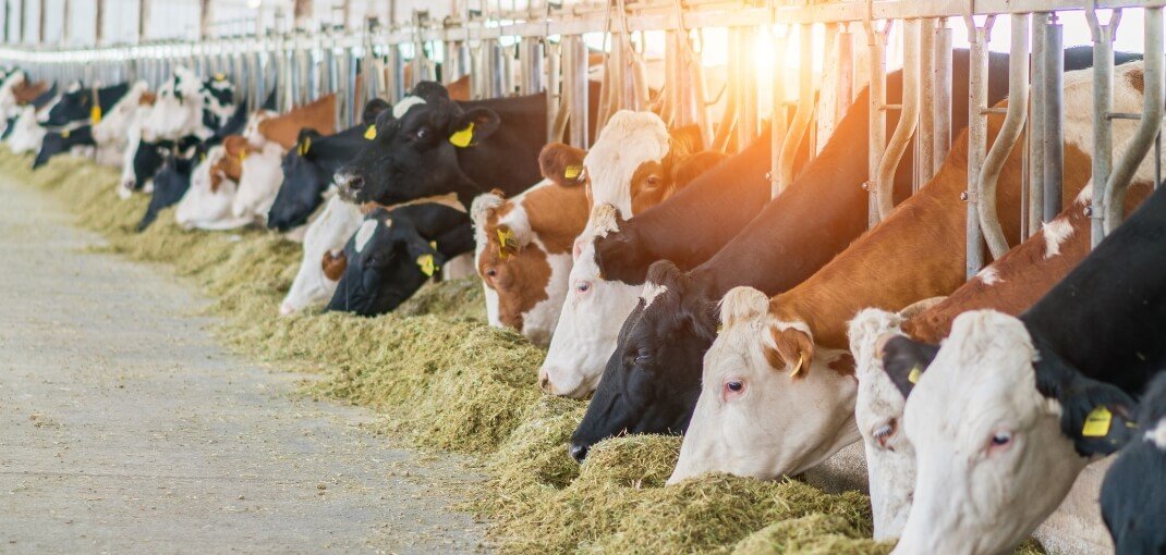 ¿Cómo Afecta la Alimentación del Vacuno al Sabor de la Carne?