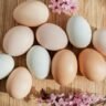 Huevos Camperos, de Jaula o Ecológicos: ¿Cuál Es la Mejor Elección?