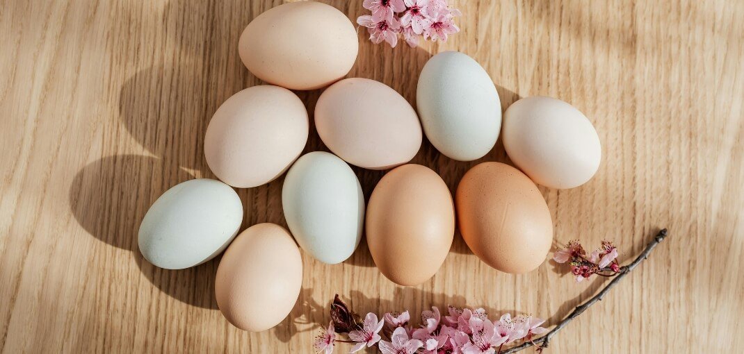 Huevos Camperos, de Jaula o Ecológicos: ¿Cuál Es la Mejor Elección?